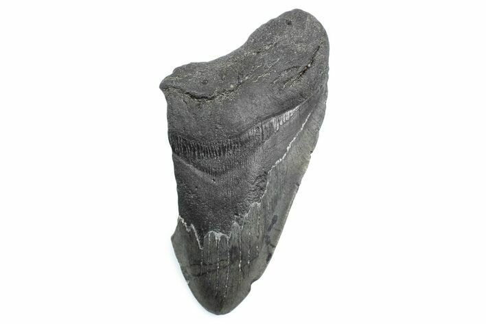 Partial Fossil Megalodon Tooth - South Carolina #362537
